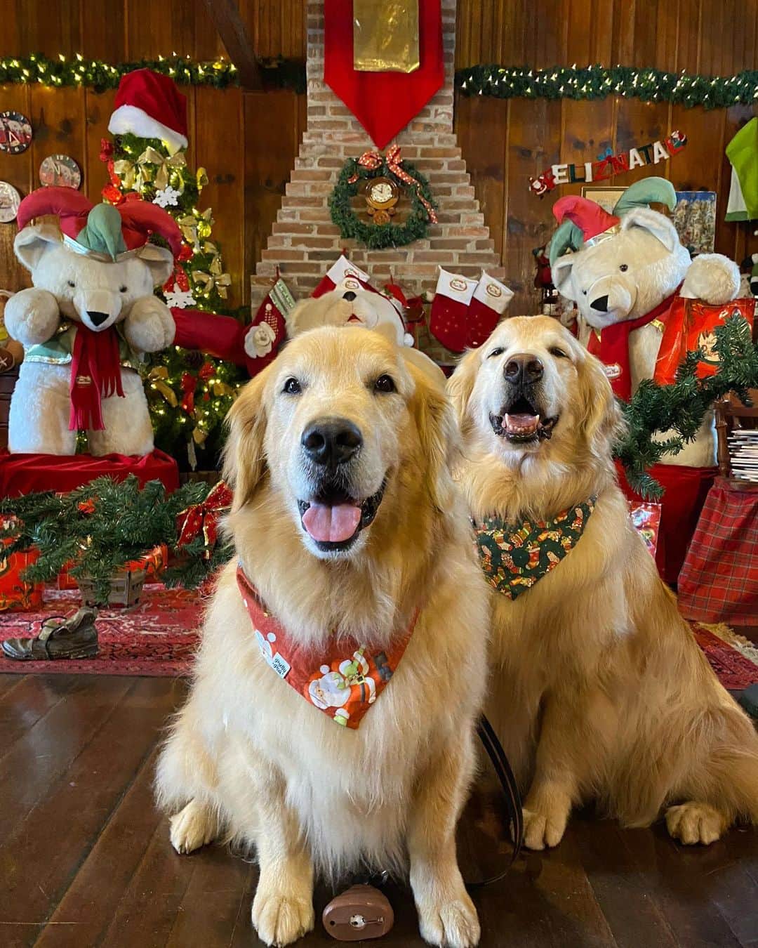 のインスタグラム：「Feliz Natal!!!🎅🏻🎄🐾🐾 São os votos da família B&M a todos vocês que nos acompanham ❤️❤️ Boas Festas e se cuidem galera!!!😷🦠🙏 . #feliznatal #merrychristmas #natal2020 #christmas #dogs #dogsofinstagram #instagramers #petlovers」