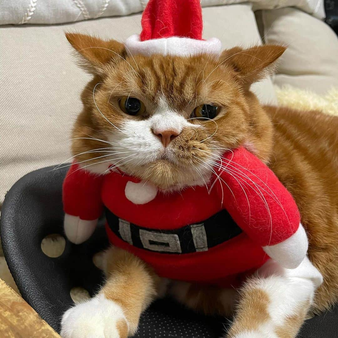 kamunaさんのインスタグラム写真 - (kamunaInstagram)「メリークリスマス Merry Christmas 🎄  swipeしてね→ うちの若い子さんチームのメリクリショット なぜかみんな笑える🤣ごまはあんよ二つ折り😽  #chiristmas   #ねこ#cat#catofinstagram#cats#マンチカン部#ぺぺぺっつ#ねこのきもち#多頭飼い#パンチクリン健太#マンチカン#munchkin #scottishfold#スコティッシュフォールド#短足#ねこ好き#ねこのいる生活#bestmeow#pecoねこ部#pecotv#club_of_cats#catsoftheday#instacat_meows#cats_of_world#cat_features#kitties#hachiwarebroモデル#スタペグラム」12月25日 7時57分 - tansoku_love