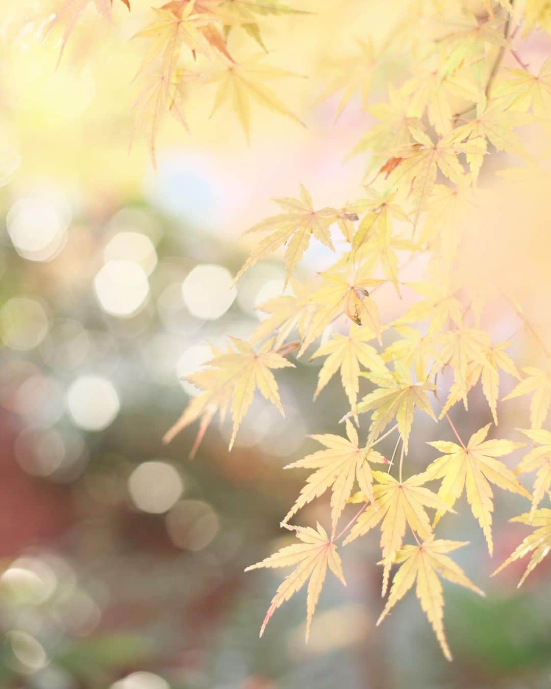 kiccyomuのインスタグラム：「☁️ 2020.12.25 Fri #六義園 の #紅葉 🍁  静かなクリスマス🎄 そして、今年もあと少し 今日も元気に、素敵な一日を🤗  location #東京 📷撮影 2020年12月19日 #オールドレンズ 📷」