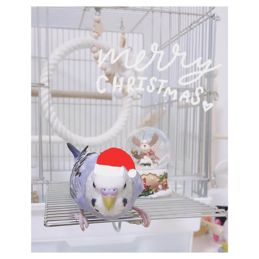 江嶋綾恵梨さんのインスタグラム写真 - (江嶋綾恵梨Instagram)「Merry Christmas🎅🏻🦜 (飛び立つ寸前)」12月25日 8時13分 - aeringoooo