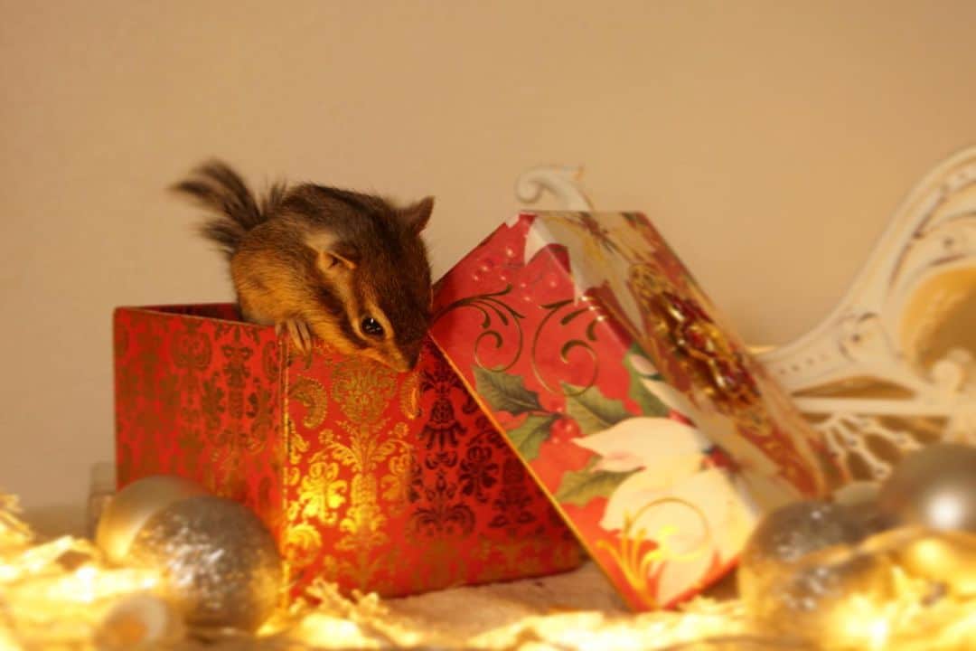 ビッケ & トッドさんのインスタグラム写真 - (ビッケ & トッドInstagram)「#Tod May your Christmas wishes come true!  皆さんの願いが叶いますように🎁🎄  #christmas #chipmunk #シマリス #リス #クリスマス」12月25日 8時14分 - bikke_the_chip