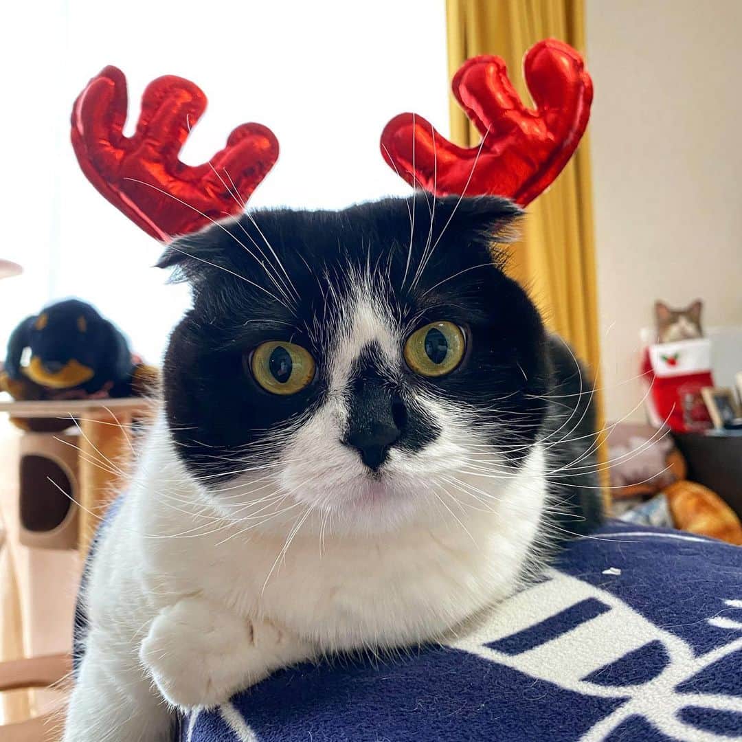 tiaichimaのインスタグラム：「Good morning!! 🌤おはムーギー‼︎  Merry Christmas🎄🎁  ⚽️: オレ、出遅れた⁇  #牛柄組鼻まわり汚れ隊 #ムチムチッコ #ムーギー#MuuGieeboy#cat#neko#ねこ#neko#ネコ#スコティッシュフォールド#ScottishFold#まんじゅう部」