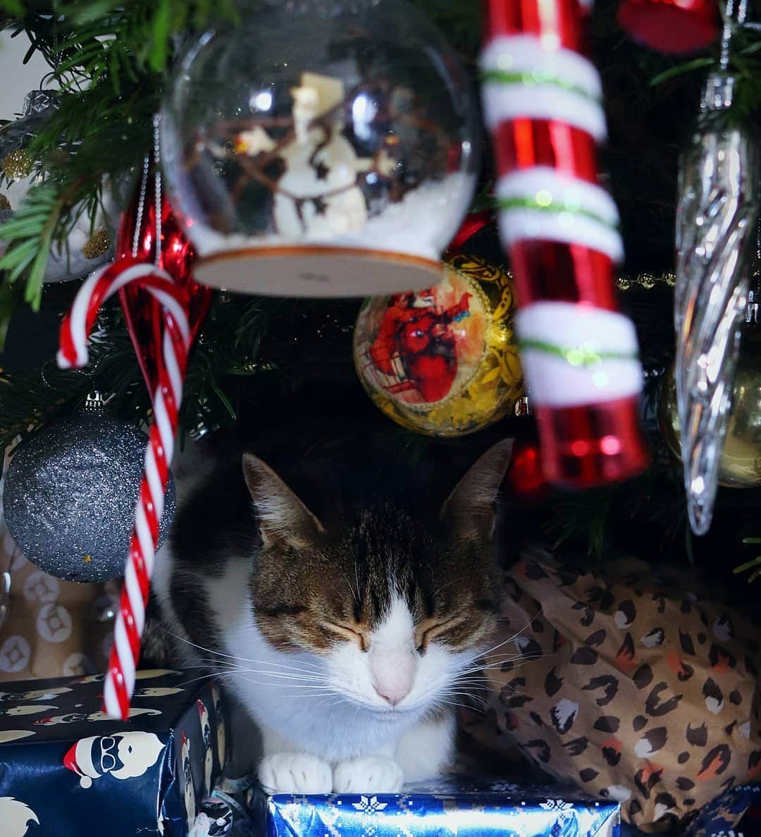 Homer Le Miaou & Nugget La Nugのインスタグラム：「I'm going to sleep under the tree so i can catch Santa and share some milk with him! I'm soooooo excited hehe! 🎅😽😷 #GiveHimTunaInsteadOfCookies Wishing you all a happy and safe Catmas night with lots of love and fun!💖」