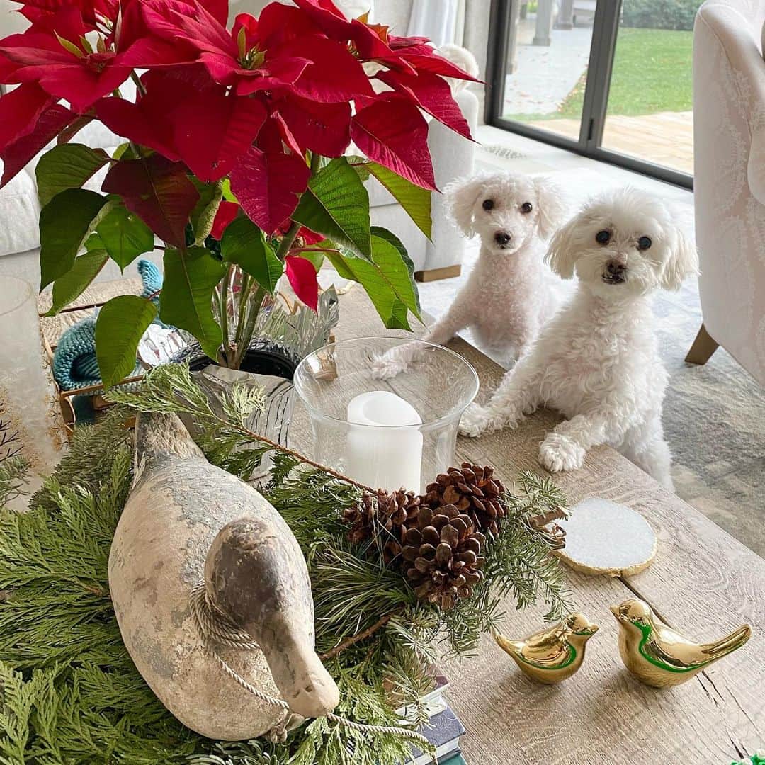 ジェームズ・ワンのインスタグラム：「Merry Christmas and Season’s Greetings, everyone! Wishing you all a safe and healthy holiday. What a mofo of a year this has been for all. Can’t wait to put it behind us, and move into a much brighter 2021. Here’s to seeing, hanging and hugging our friends and families again in the new year. Peace and love to all✌️❤️   Deco tip: poinsettia and puppers make a big difference 😊」