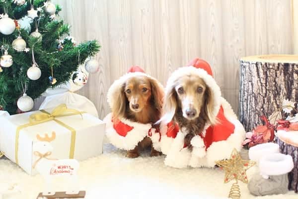 くるみんのインスタグラム：「* 🎄Merry Christmas🎄 * おうち撮影、2ワンバージョン 素敵なクリスマスをお過ごし下さい  #ミニチュアダックスフンド #ミニチュアダックスフント #ミニチュアダックス #イザベラタン #イザベラ #カニンヘンダックスフント #カニンヘン #カニンヘンダックス #カニンヘンダックスフンドの日常 #カニンヘンの会 #カニンヘンダックスフンド #チョコタンダックスフント #チョコタンダックスフンド #チョコタンダックス #チョコタン #ダックスlove #ダックス多頭飼い #ダックスフント #ダックスフンドカニンヘン #ダックス部 #ダックス大好き #ダックスフンド #ダックス #いぬばか部 #いぬすたぐらむ #短足部 #クリスマス #all_dog_japan #east_dog_japan #dachshund @doggymark_dachshund  @wanko_love_club」