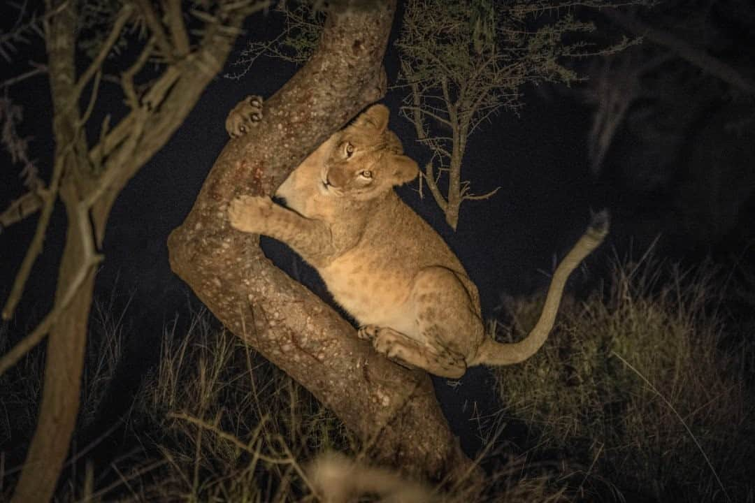 ナショナルジオグラフィックさんのインスタグラム写真 - (ナショナルジオグラフィックInstagram)「Photo by @amivitale / A lion cub climbs a tree in Kwazulu Natal, South Africa. Across Africa, wild lion numbers have plummeted, dropping 42 percent in the last two decades and disappearing from 80 percent of its African range. Conservation groups across the continent are working to protect the apex predator from the dangers posed by habitat loss, human-wildlife conflict, and poaching.   I took this while working on my @natgeo story "How the world’s largest lion relocation was pulled off," about an international transfer of 24 lions that may lead to a population of many 500 lions in 15 years' time. Learn more about pressures on wildlife today and those trying to protect them by following @amivitale. @zambezedeltaconservation @thephotosociety #lions #stoppoaching #africa #mozambique  Check out Nat Geo's link in bio for more on this story.」12月25日 8時35分 - natgeo