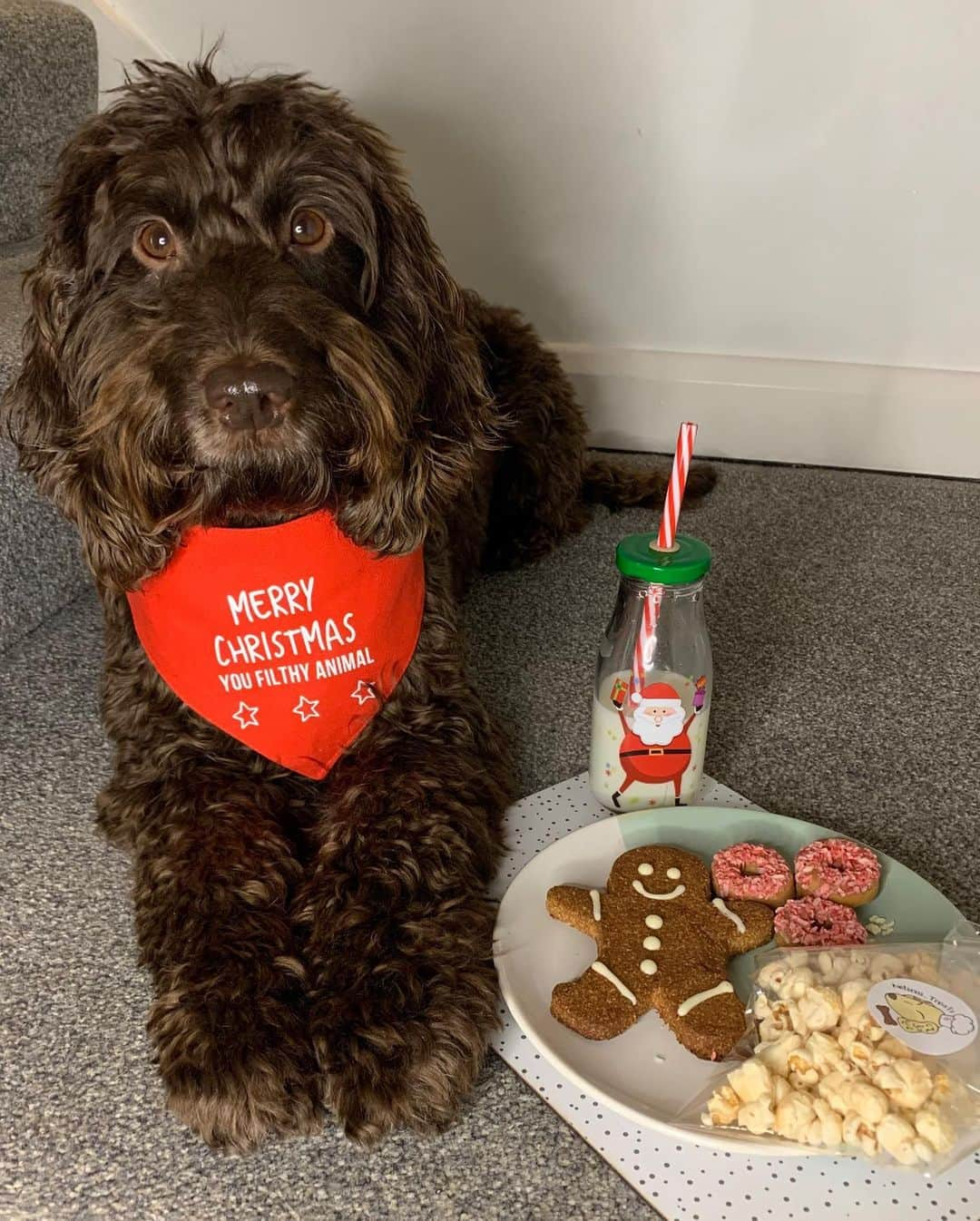 DogsOf Instagramさんのインスタグラム写真 - (DogsOf InstagramInstagram)「“Santa Paws comes tonight! Think he’ll notice if I steal a bite?” — @reubenthecockapoo05 🎅🏽 🎄 🎁 🍪 🥛   #dogsofinstagram #happyhowlidays #santapaws」12月25日 8時42分 - dogsofinstagram