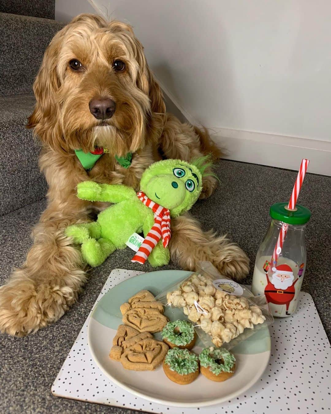 DogsOf Instagramのインスタグラム：「“Santa Paws comes tonight! Think he’ll notice if I steal a bite?” — @reubenthecockapoo05 🎅🏽 🎄 🎁 🍪 🥛   #dogsofinstagram #happyhowlidays #santapaws」