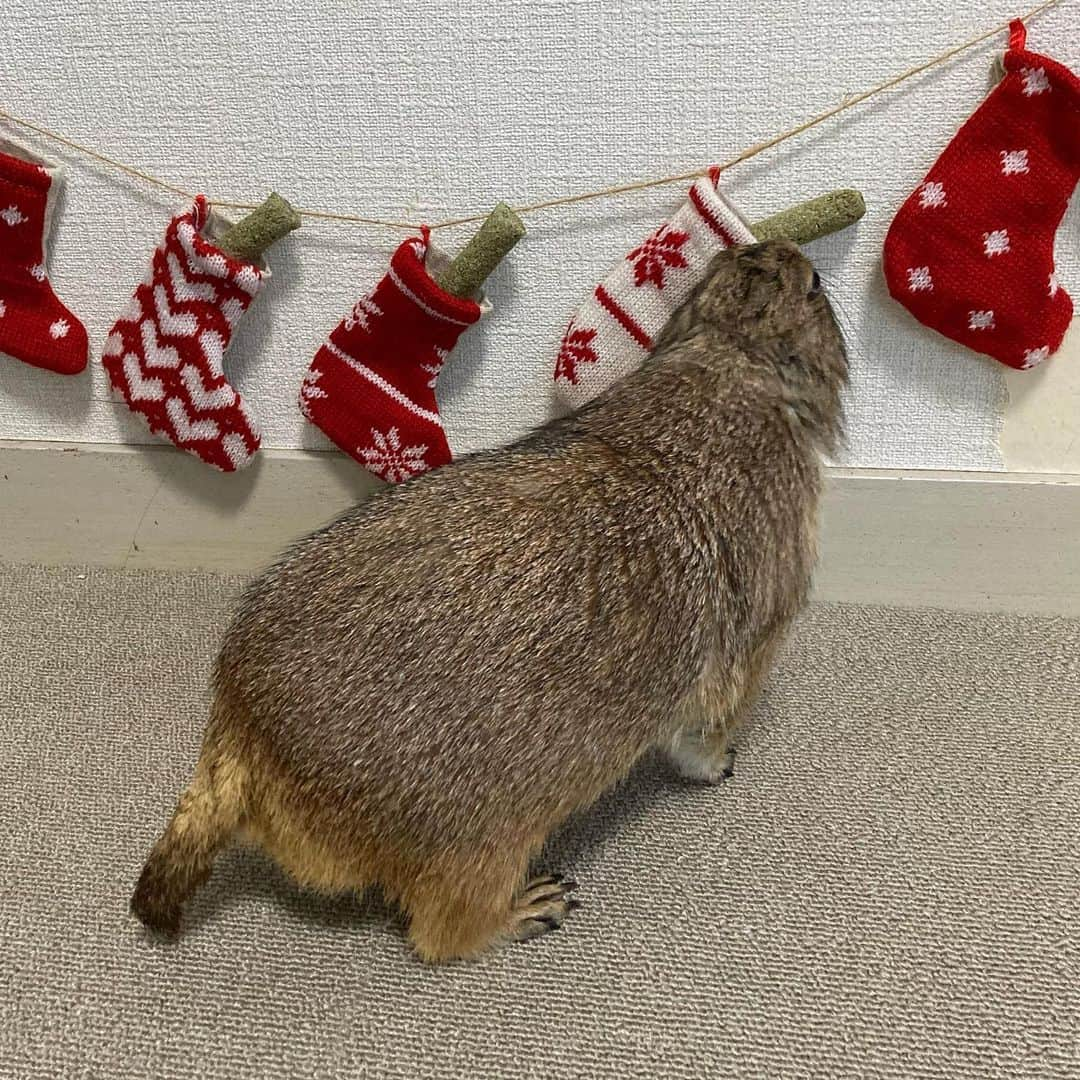 cocoさんのインスタグラム写真 - (cocoInstagram)「今年もサンタさん来たね😊 🧦🎅❤️ #Sobaちゃん #Sushiたん」12月25日 8時55分 - nasumiso