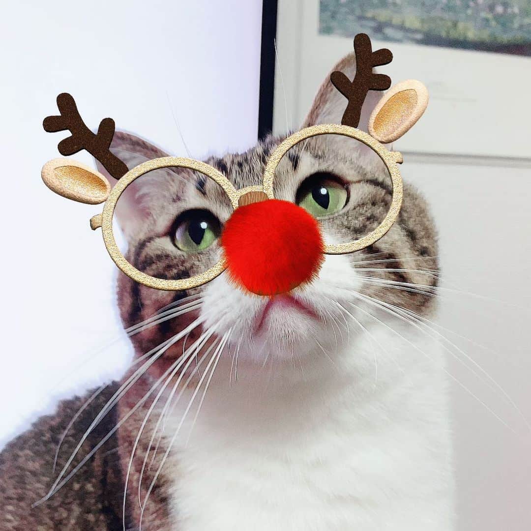 野本かりあのインスタグラム：「Merry Christmas‼️ #lukarly #にゃんすたぐらむ #catsofinstagram」