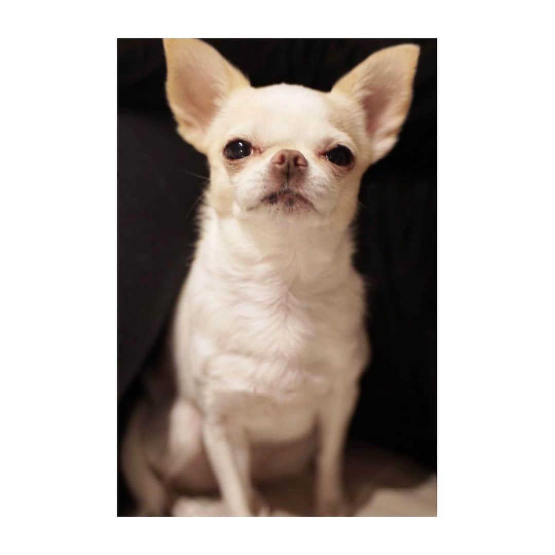 愛加あゆさんのインスタグラム写真 - (愛加あゆInstagram)「本日21時からのインスタライブは、こちらのスペシャルゲストをお招きしての配信となります。  #犬 #dog #しゃべ #チン #チワワ #チン #ミックス犬 #インスタライブ #camera #sonyalpha  #oldlens  #愛加あゆ」12月25日 18時32分 - manaka_ayu