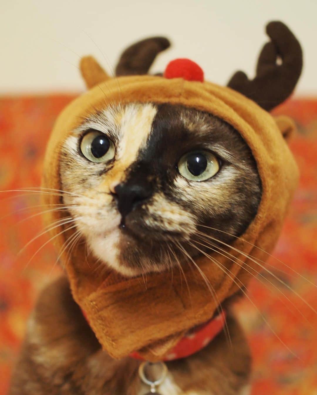 tamatamagoさんのインスタグラム写真 - (tamatamagoInstagram)「🐱Merry christmas 🎄🎁🎉 　 🐱アタチから〜♪メリークリスマスにゃわさ💨🎄🎅  #まさかのサプライズ  #ハナ様のコスプレ😍 #ちゅーるパワー   クリスマス感ゼロのタイですが😆 皆さま楽しい1日を〜💕 　 2020/12/25  #クリスマス　#猫　#ねこ　#サビ猫 #サビ猫の魅力を伝えたい #さび猫　#保護猫　#にゃんだふるらいふ #tortie #tortiesofinstagram #tortitude #tortiesofig #tortiesrule #catsofinstagram #cats_of_instagram #catthailand #แมว #แมวไทย」12月25日 18時38分 - tamatamago