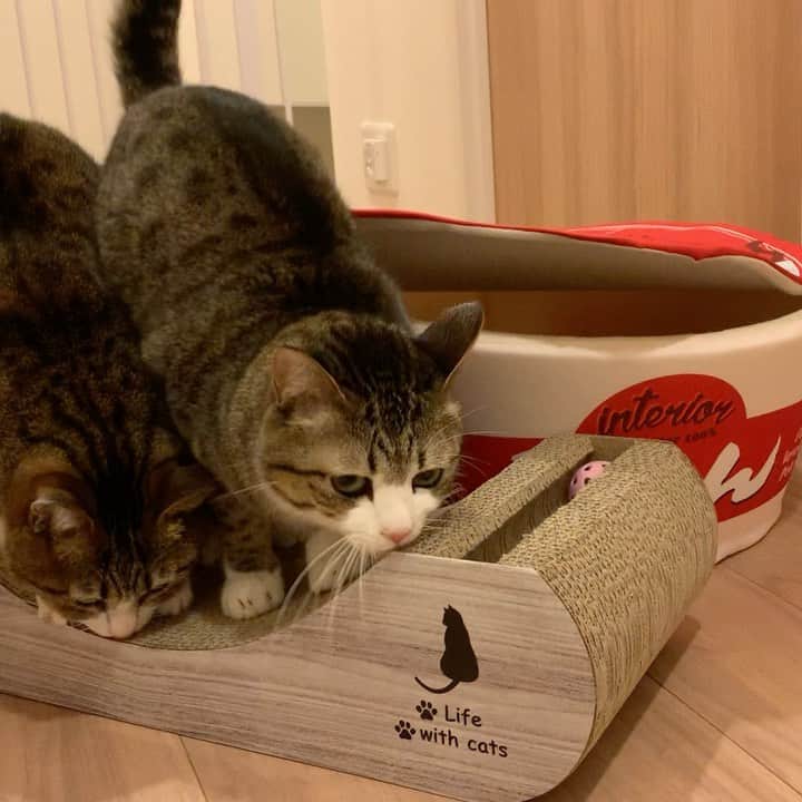すずめくんのインスタグラム：「🎄🎁  良い子のきじしろ兄弟に… プレゼントが届きました🐱🎁💕  爪とぎと流行り？のカップ麺ハウスです❣️  喜んでくれた…かな？💖  Merry Christmas🎄 It's a Christmas present🎁  #クリスマスプレゼント  #爪とぎ  #カップ麺ペットハウス」