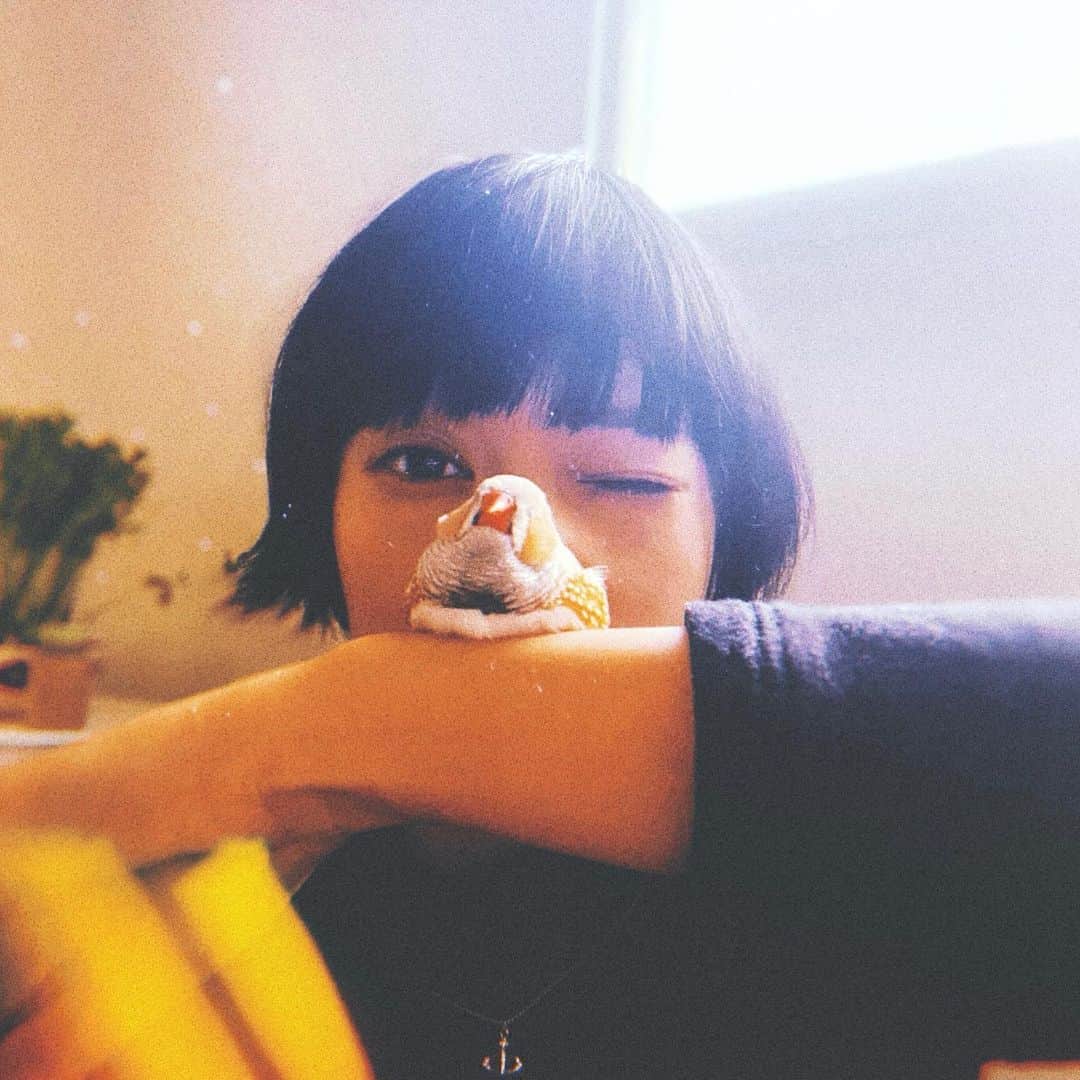 日南響子（珠麟）さんのインスタグラム写真 - (日南響子（珠麟）Instagram)「幸せのモチ. モフってどうぞ。  #錦華鳥 #キンカチョウ うちの#キンカ組」12月25日 18時47分 - kyooko_hinami_official