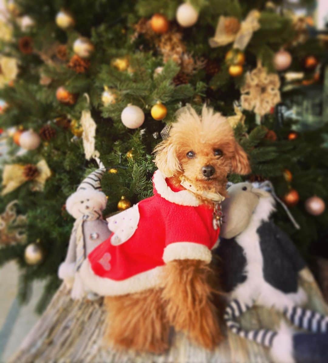 日々野真理のインスタグラム：「メリークリスマス🎄 ・ #クリスマス #ココア　 #いぬすたぐらむ  #愛犬 #犬のサンタクロース」