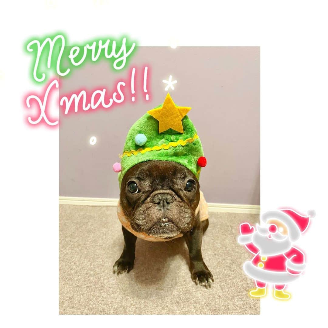 水沢史絵さんのインスタグラム写真 - (水沢史絵Instagram)「メリークリスマス🎄🎁🎅🌟  #frenchbulldog #フレンチブルドッグ #おいもちゃん #もっちゃん」12月25日 18時51分 - mizusawafumie