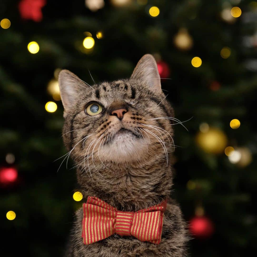 catinberlinさんのインスタグラム写真 - (catinberlinInstagram)「Dear furiends, we wish you & your families a very merry Christmas & happy holidays! Stay safe & healthy. ❤️🎄 www.catinberlin.com」12月25日 19時13分 - catinberlin