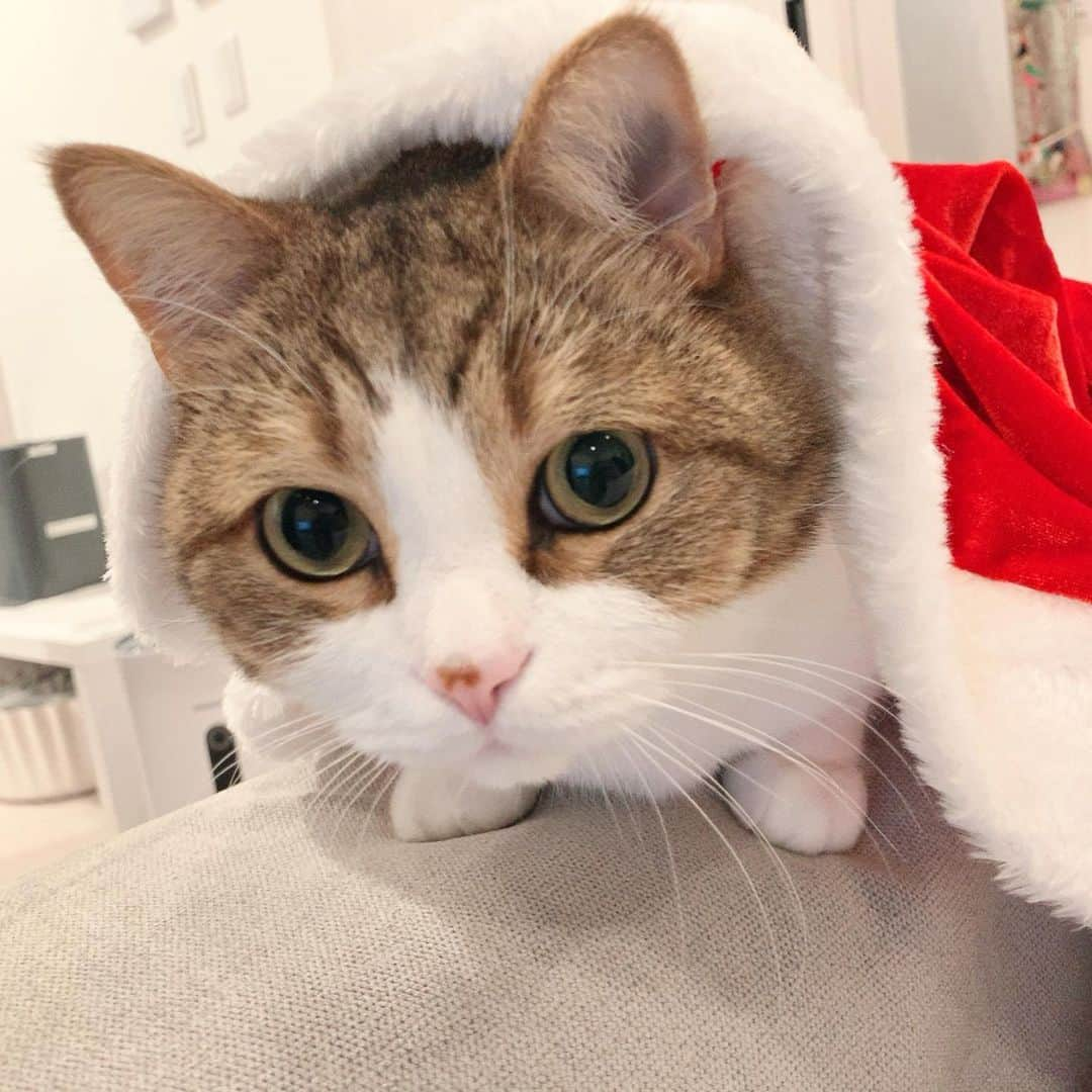 miuさんのインスタグラム写真 - (miuInstagram)「メリークリスニャス🎄💓  #cat #ミックス猫 #スコッティッシュフォールド #チンチラ #にゃ #猫 #かわいい #ペコねこ部 #みう  #甘えん坊 #ねこ #猫好きさんと繋がりたい #にゃんすたぐらむ #にゃんだふるらいふ #ねこすたぐらむ #picneko #ピクネコ #猫のいる生活」12月25日 19時21分 - miugram0126