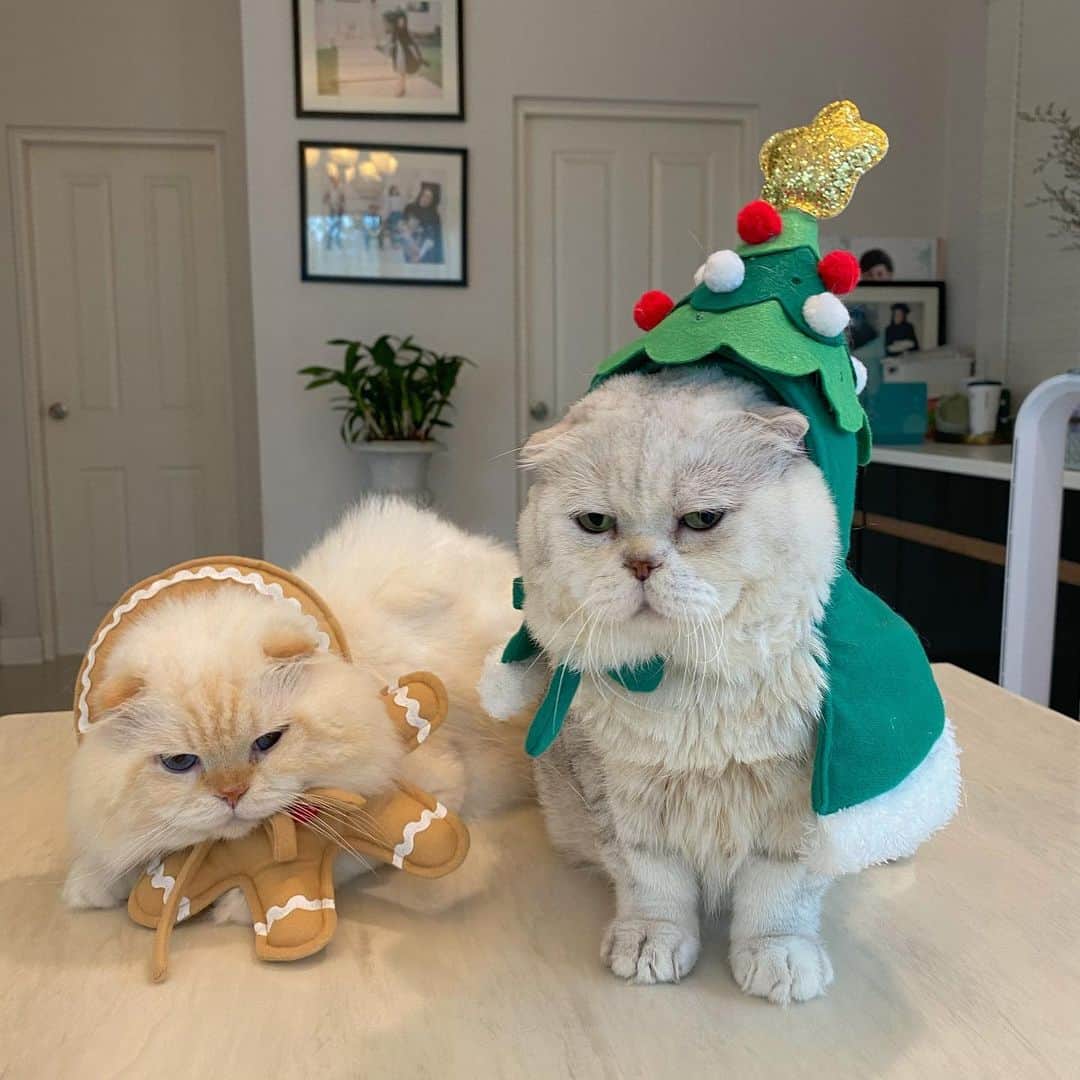 Haruのインスタグラム：「Fatty Christmas tree waiting for Santa. #รอซานต้าจนหน้าบวมแล้ว #ส่วนจินเจอร์น้าน #ยืนไม่เป็นละค้าบ」