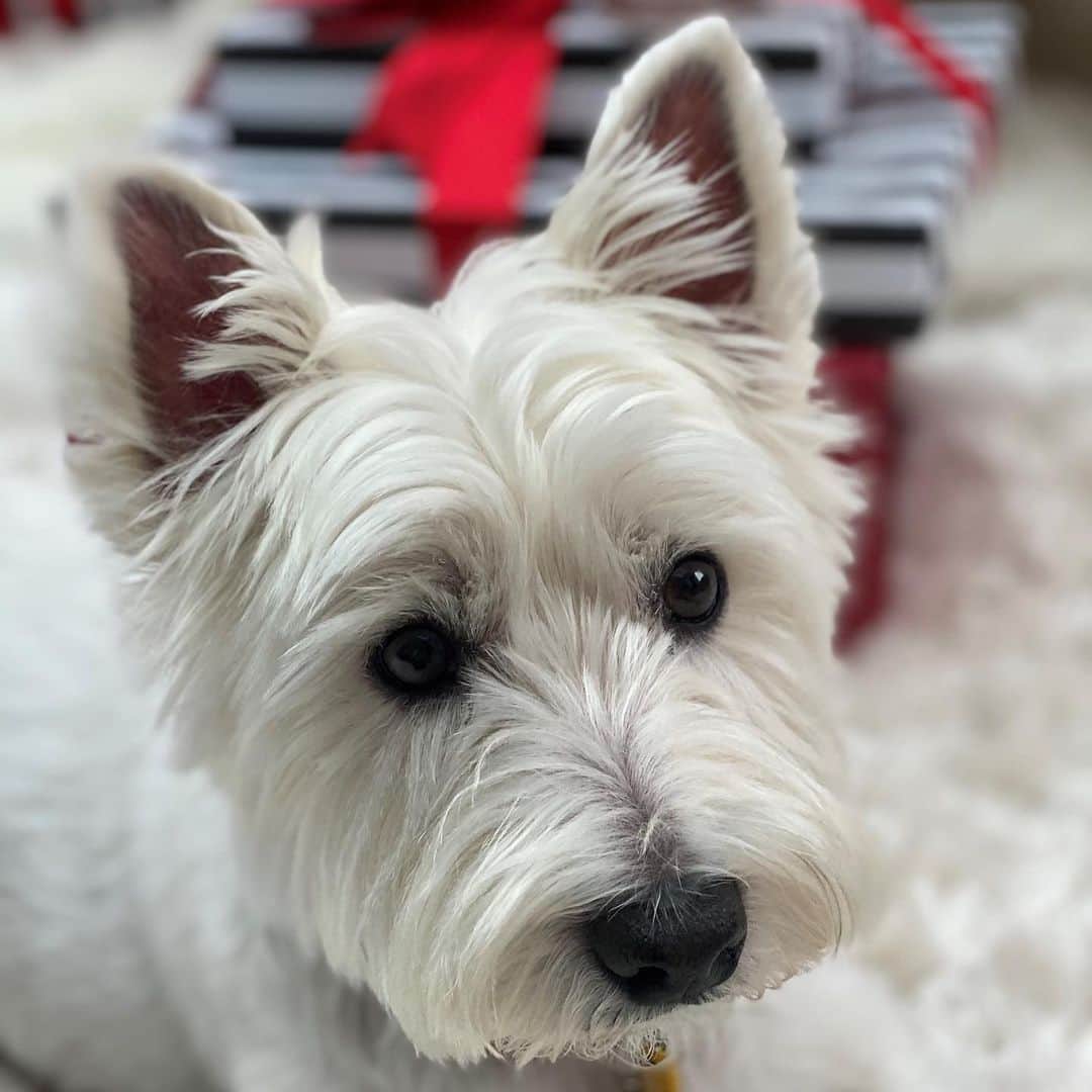 Grace Coleさんのインスタグラム写真 - (Grace ColeInstagram)「Merry Christmas from all the team at GC and of course our lovely office dog Alfie! X 🎄🎁🎄」12月25日 19時48分 - gracecoleltd
