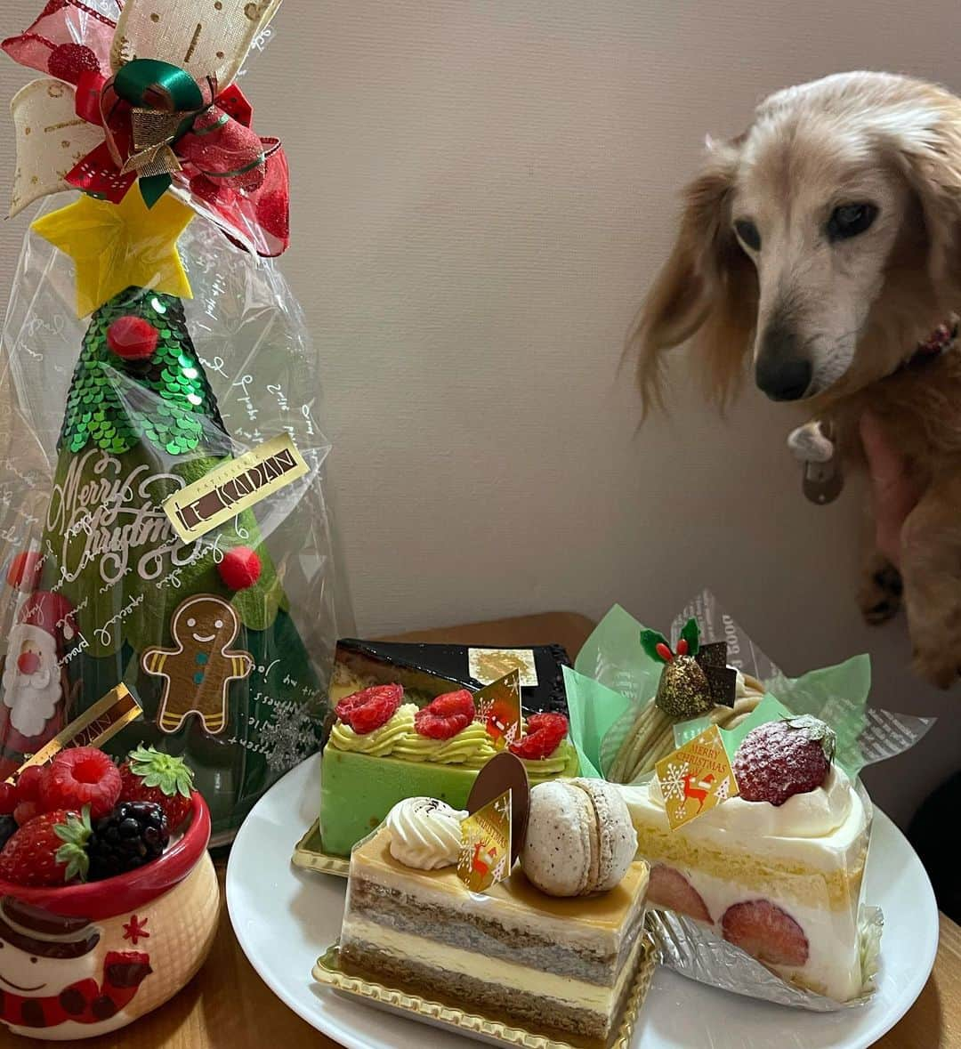 向日葵?さんのインスタグラム写真 - (向日葵?Instagram)「🎅連投中🎅 ＊ 可愛い~ケーキ🍰 ＊ Merry Xmas🎄 ＊ #る菓壇 #クリスマス#lekadan  #犬#ダックス#ダックスフンド#ミニチュアダックス#dachs#いぬぐみ📛#pecoいぬ部#シニア犬 #よく寝るシニア犬#わんぱく部#サンデイ#todayswanko #ボンボンハイスクール#ダックスの日常#ダックスの冬」12月25日 19時53分 - hinata.miyuki