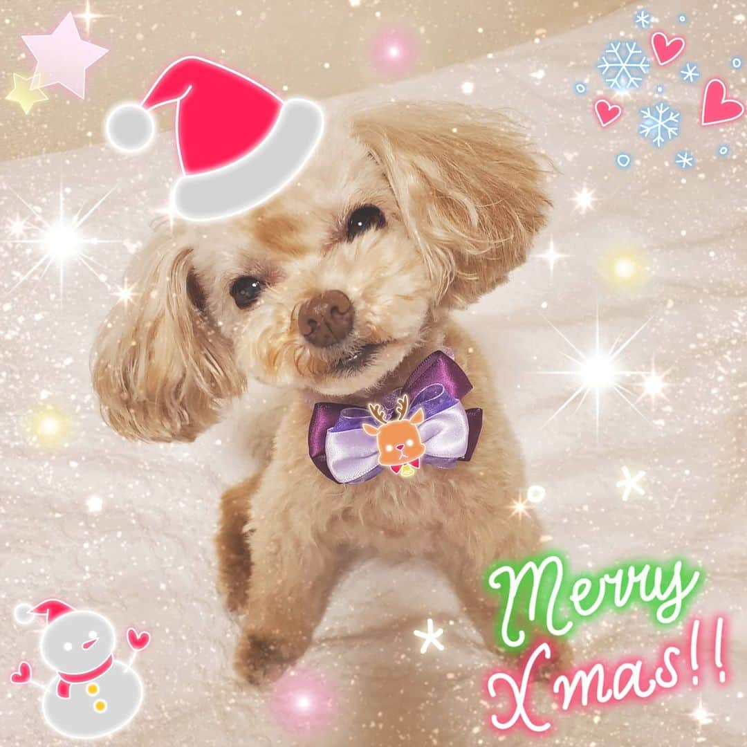 池田夏希さんのインスタグラム写真 - (池田夏希Instagram)「Merry Christmas🎅🎄❤✨✨✨ . . #メリークリスマス #クリスマス #メリクリ #こむぎサンタ #愛犬 #ティーカッププードル #どっぐすたぐらむ #merrychristmas #merrychristmas2020 #christmas #xmas #instachristmas #komugisanta #petdog #teacuppoodle #dogstagram #instadog」12月25日 11時05分 - natsukiikeda624