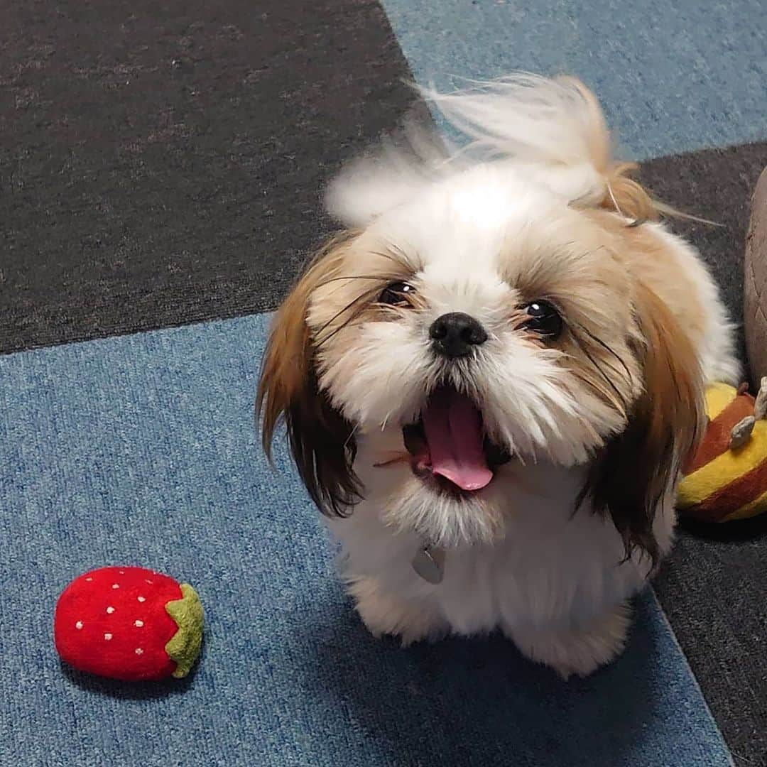 Kukkaのインスタグラム：「がーん。 (年末調整額を見たときのかいぬしの表情)」