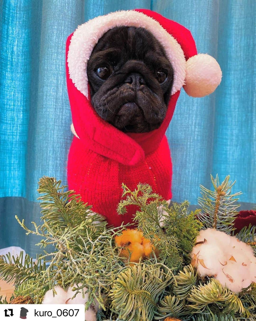 山口蛍のインスタグラム：「#Repost @kuro_0607 with @make_repost ・・・ 🐾 Have a merry Christmas! ・ 🎅🏻🎁🎄 ・ #dogstagram #doglover #pug #黒パグ #パグスタグラム #いぬすたぐらむ #犬バカ部 #犬のいる暮らし #鼻ぺちゃ #鼻ぺちゃ犬」