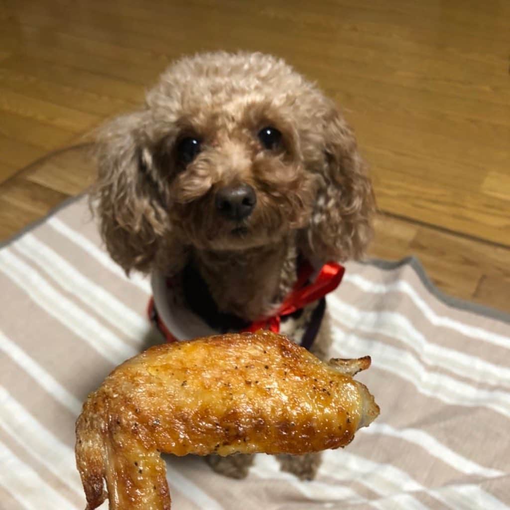 嶋村瞳さんのインスタグラム写真 - (嶋村瞳Instagram)「. 🎅🎄🎁MERRY CHRISTMAS🎅🎄🎁 . ※お肉はこのままあげてません。 ほぐして味をとったものをあげてます。 . . #christmas #merrychristmas #dog #cute」12月25日 11時41分 - hitomi_shimamura_official