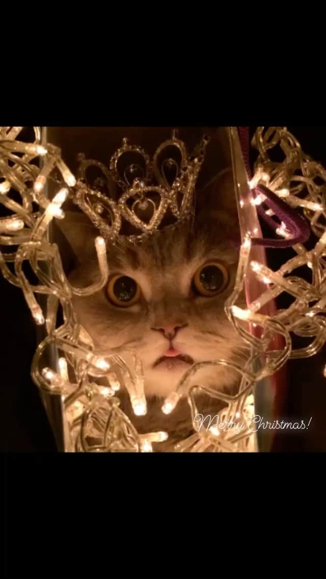 Melissa Einsteinのインスタグラム：「Merry Christmas!🎄 ⠀  ⠀   #cat #cats #catstagram #kitten #kitty #catsofinstagram #pet #petstagram #gato #neko #catoftheday #lovecats #bestcats_oftheworld #lovekittens #catlover #instacat #кот #cat_features #excellent_cats #bestmeow #cutepetclub #catswiththeirtonguesout  #tongue #thedailykitten #choosechicago #кошка #fashionistas #internationalcatday #catsandwomen #longesttongue @catsofinstagram」