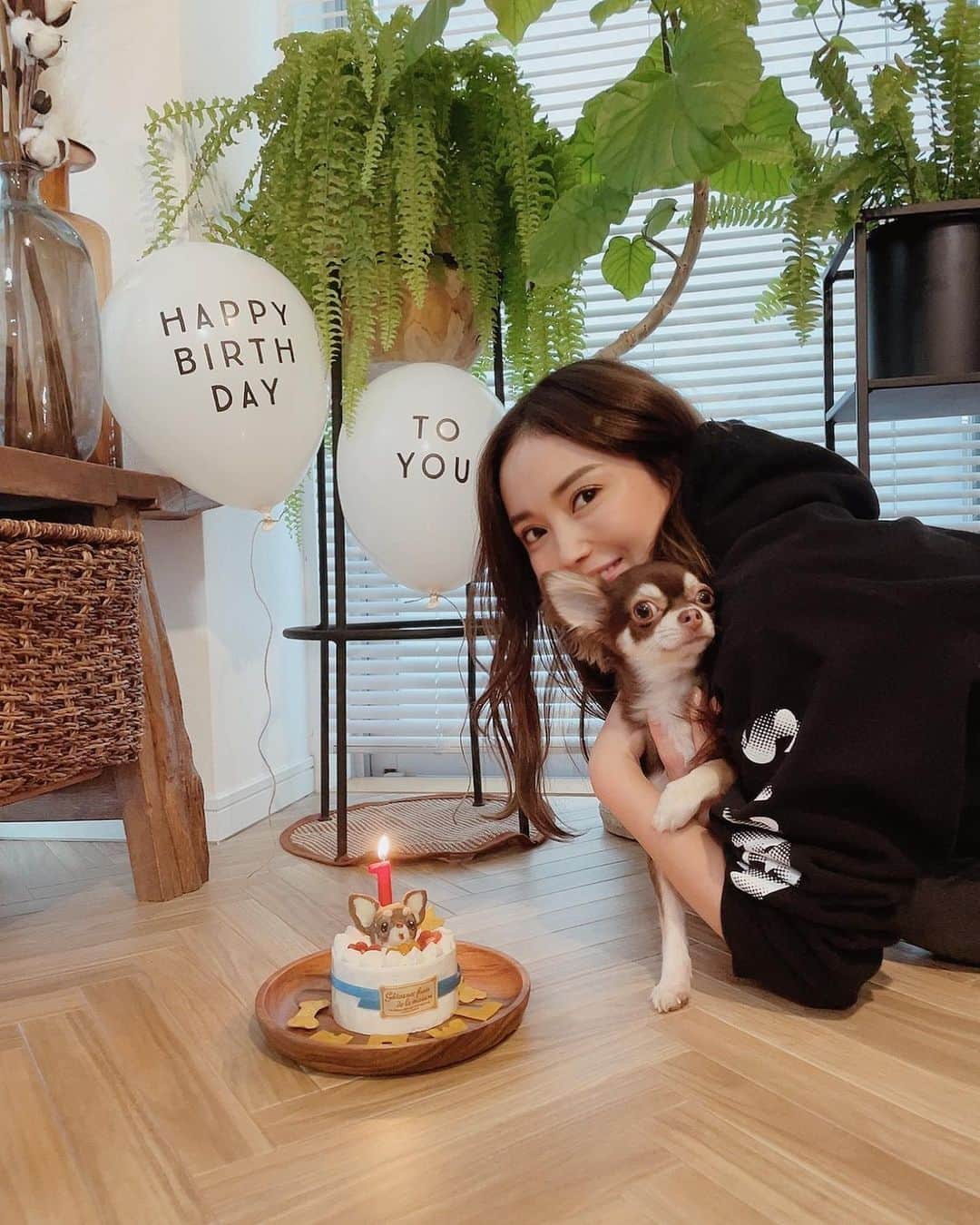 のインスタグラム：「Happy birthday HOWL🎂 12.23でHowlさん1歳になりました👏🏼♡ 食い意地がすごいココさんはケーキをめちゃくちゃ狙ってますw 今回も楽天で　#atelierwaf のオーダーケーキ🎂 顔つきケーキとイニシャルクッキー付き♪可愛んだぁ🌼  . . . . #happybirthday #happybirthdaydog#chiuahua #愛犬誕生日#犬似顔絵ケーキ#似顔絵ケーキ#オーダーケーキ」
