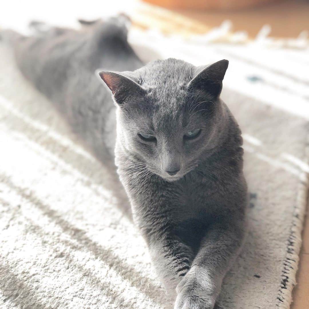のインスタグラム：「Happy Merry Christmas 🎄  久々すぎる投稿に… ニャンズはのんびり平和😽😽☀️ (写真はあずみ) .  #cat #russianblue #猫 #ねこ #ロシアンブルー #chat  #gato #greycat  #greeneyes #emeraldeyes #ふわもこ部 #にゃんすたぐらむ  #みんねこ  #INSTACAT_MEOWS #catstocker #meowsandwoofs #excellent_cats #meowvswoof #catsofworld #TopCatPhoto  #cutepetclub #IgAnimal_Snaps #cat_features #bestmeow #petoftoday」