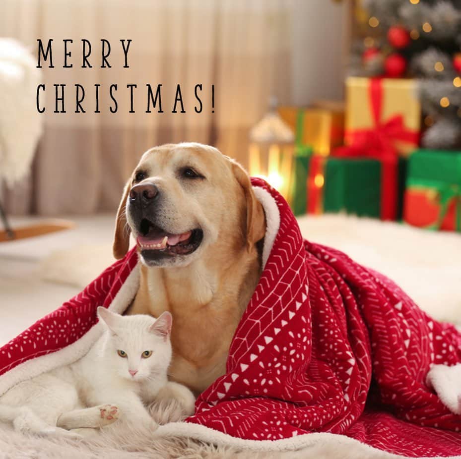 アイペット ペットスナップキャンペーンのインスタグラム：「MERRY CHRISTMAS🎄🎅🏻⁠⠀ ⁠⠀ みなさまは"うちの子"にどんなクリスマスプレゼントを用意しましたか？😊⁠⠀ ⁠⠀ 今年はお家で愛犬・愛猫と一緒に素敵なクリスマスをお過ごしください♪⁠⠀ ⁠⠀ そして！今日撮ったクリスマスショットはぜひ「ワン！にゃん！かるた」に投稿してみてくださいね！❤️⁠⠀ ⁠⠀ 「ワン！にゃん！かるた2021」特設サイトはアイペット公式Instagramのプロフィール欄よりご覧ください👀⁠⠀ ⁠⠀ たくさんのご投稿お待ちしております✨⁠⠀ ⁠⠀ #クリスマス #christmas #xmas ⁠⠀ #ワンにゃんかるた2021 #アイペット #ipet #かるた #フォトコンテスト #キャンペーン #ペット #犬 #愛犬 #いぬすたぐらむ #わんこ #いぬ #犬のいる暮らし #モデル犬になりたい #猫 #ねこ #ネコ #ねこ部 #にゃんすたぐらむ #にゃんこ #にゃんだふるらいふ #モデル猫になりたい #いぬのきもち #犬好きな人と繋がりたい #猫好きさんと繋がりたい #寄付 ⁠ #ペットは家族⁠⠀ ⁠」