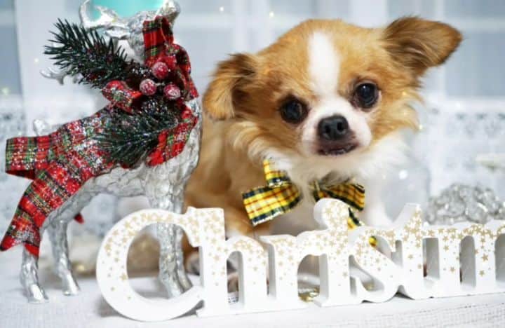 石関友梨のインスタグラム：「✨🎉🎁🎄Merry christmas🎄🎁🎉✨  #christmas2020 #ユニ #垂れ耳チワワ #チワワ  #クリスマス #プレゼント」