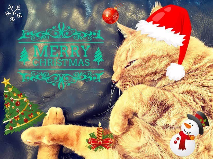 Shinnosukeさんのインスタグラム写真 - (ShinnosukeInstagram)「ニャーーー!!! 🎄🎅🍰🍗🥂  #cat #猫 #christmas」12月25日 12時28分 - shinscapade