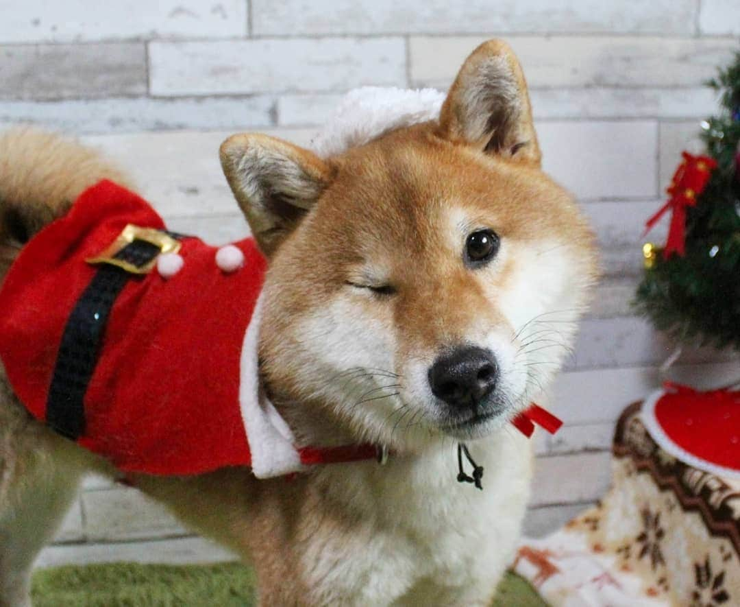 柴犬たま Shibainu Tamaのインスタグラム