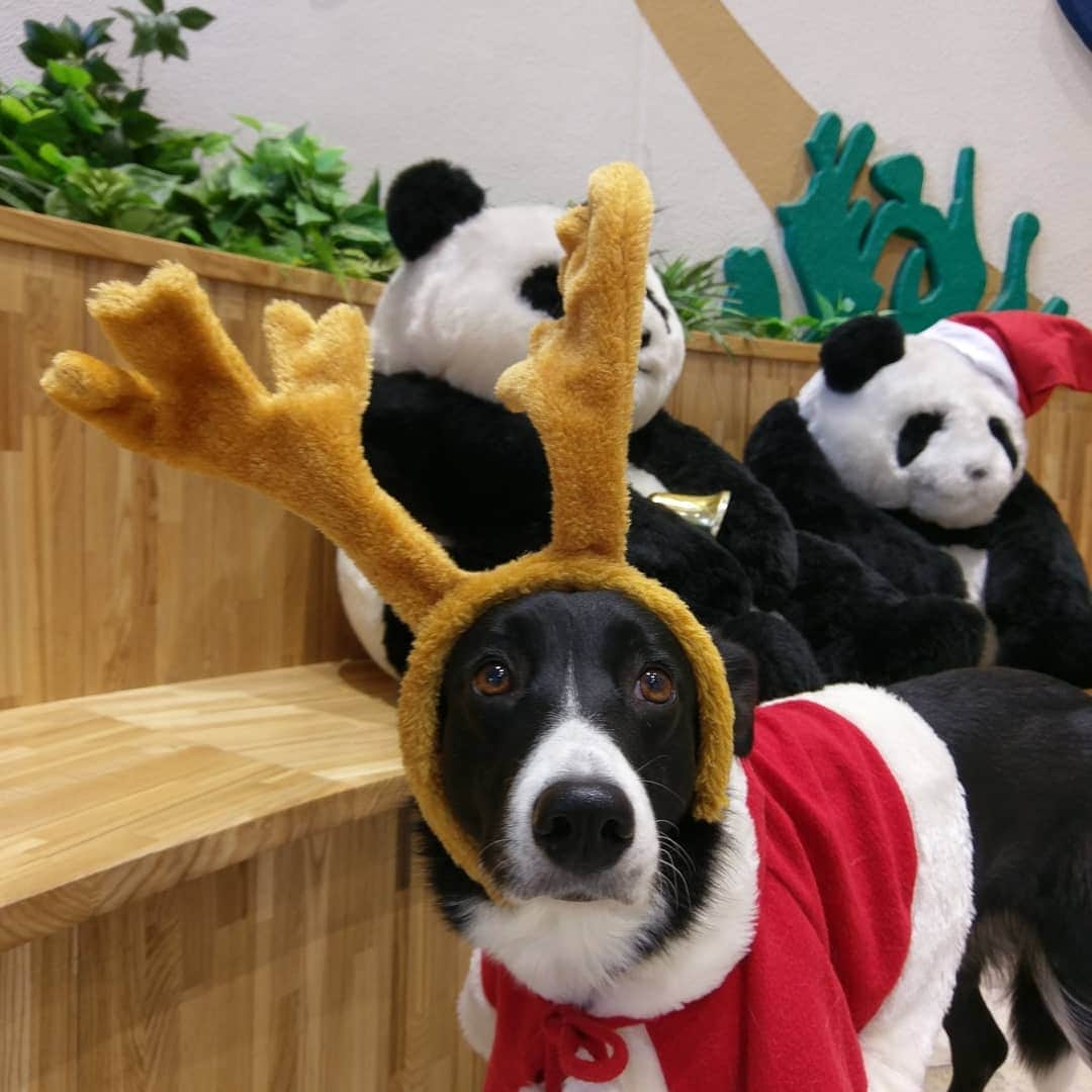 【公式】福岡ECO動物海洋専門学校のインスタグラム：「🌟🎄Merry Christmas🎄🌟  間先生のごーちゃん💖 いつもモデルありがとうございます😍💓」