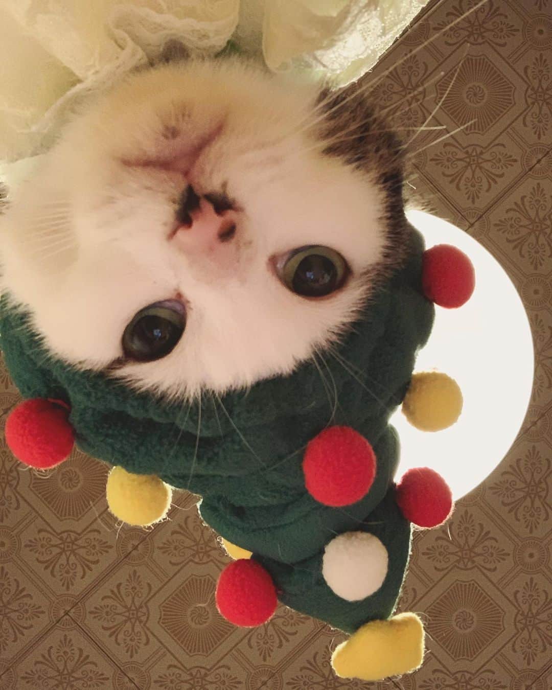 八、おこめさんのインスタグラム写真 - (八、おこめInstagram)「🎄 多分、八おこクリスマスが続きます…。 可愛くていっぱい撮りすぎたからw 下からの猫のお顔が好き♡ クリスマスが終わったら、あっ！という間にお正月！ 今年もあと一週間…。 さぁ〜今日も頑張るど〜♩ #MerryChristmas #クリスマスコス #クリスマス #おめかしくびわ #八おこめ #ねこ部 #cat #ねこ #猫 #ネコ #八おこめズラ」12月25日 12時48分 - naomiuno