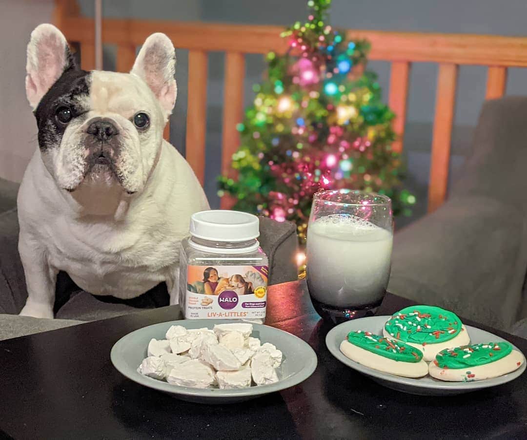Manny The Frenchieのインスタグラム：「Getting ready for bed, but first I had to set out Santa's milk and cookies...  I also think his reindeer will get so many carrots tonight, so instead I set out my fav @halopets protein snacks! 🎅🦌🎄 #ChristmasEve」