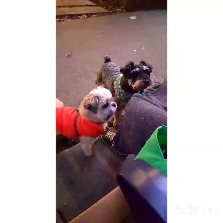 タンゲクンのインスタグラム：「merry christmas  🎄🎄🎄🎄🎄  温かいクリスマスですね  旬太郎は一人沢山クリスマスを 満喫してます 私はまるごしちゃんなど制作中で  あい変わらずの平和な日々が続きますように。 🧸」