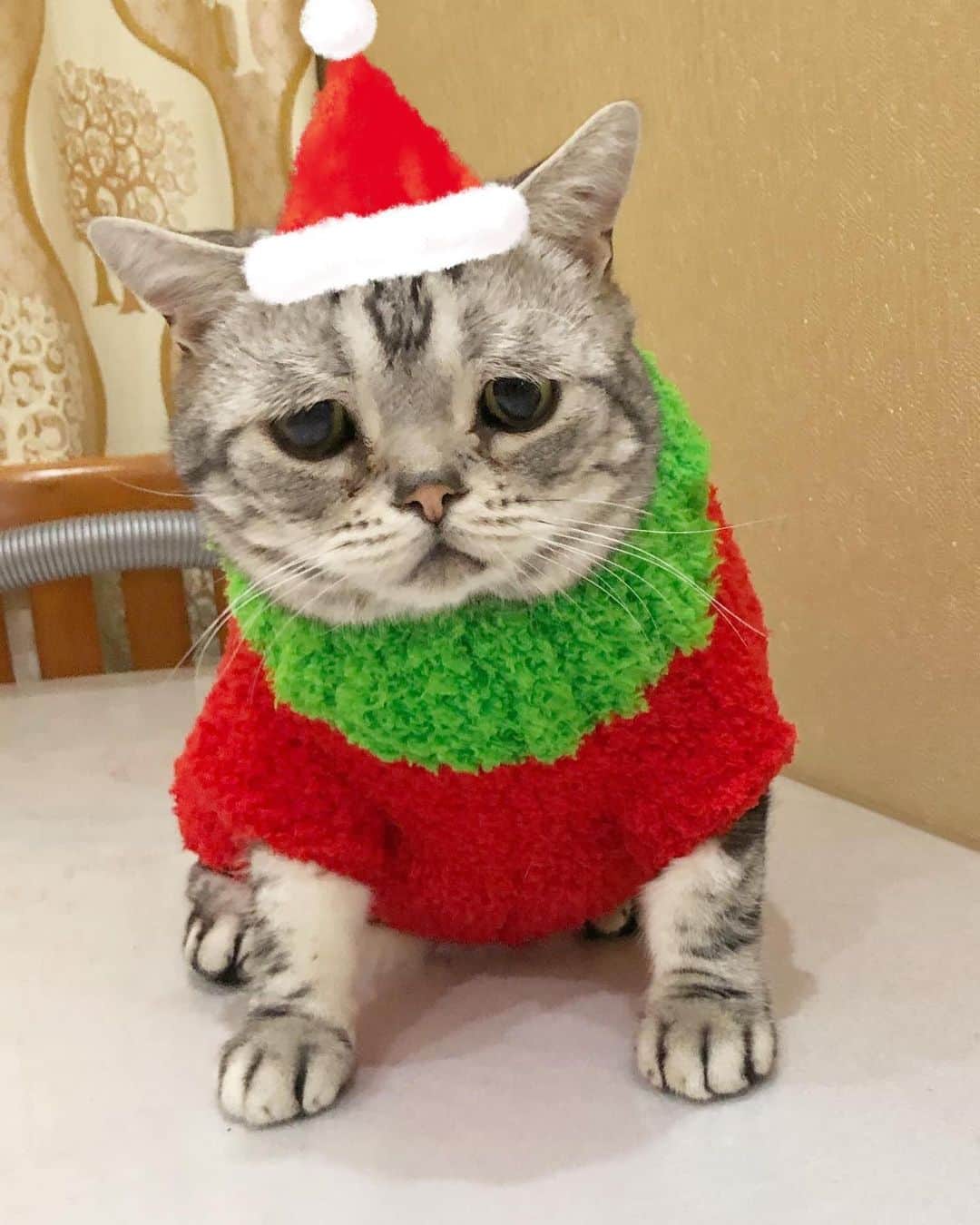 ルフさんのインスタグラム写真 - (ルフInstagram)「#luhu:”merry christmas 2020 🎄🎁🎉” - - #cat #sadcat #angel #adorable #lovely #merrychristmas」12月25日 13時29分 - lanlan731