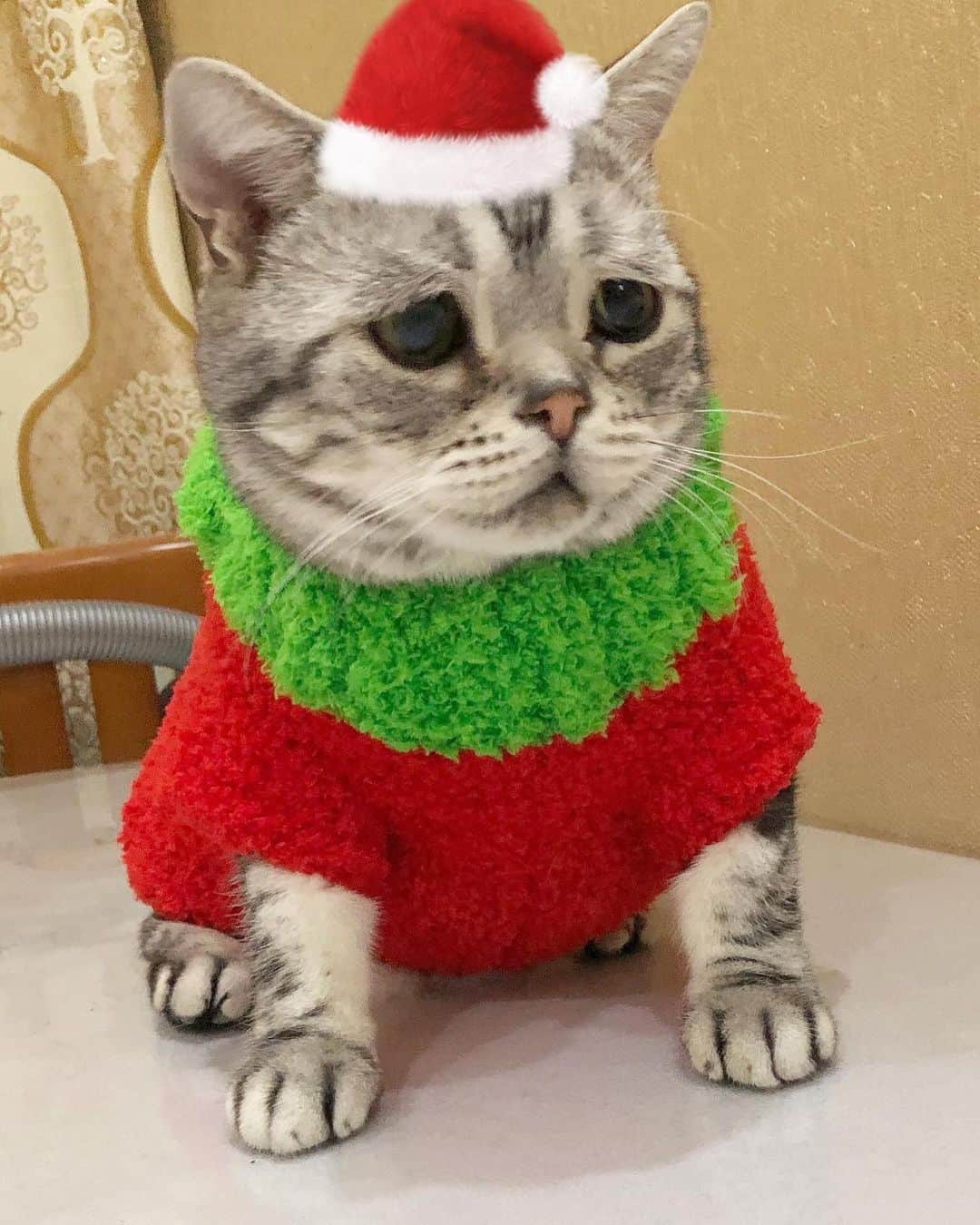 ルフのインスタグラム：「#luhu:”merry christmas 2020 🎄🎁🎉” - - #cat #sadcat #angel #adorable #lovely #merrychristmas」