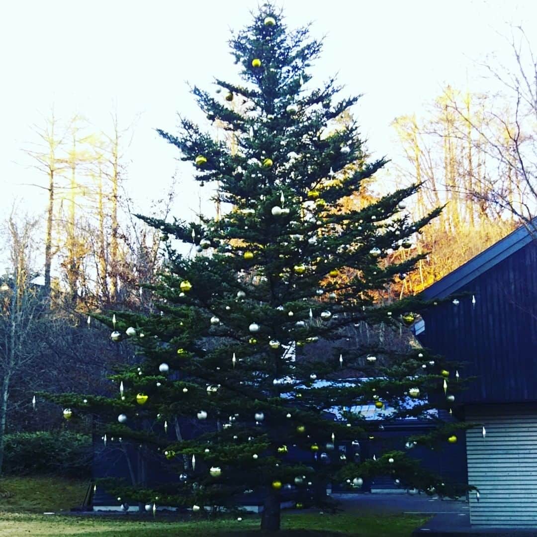 のインスタグラム：「Happy Holidays🎄✨  #ツリー散歩 #ある日の冬景色 #Chic」