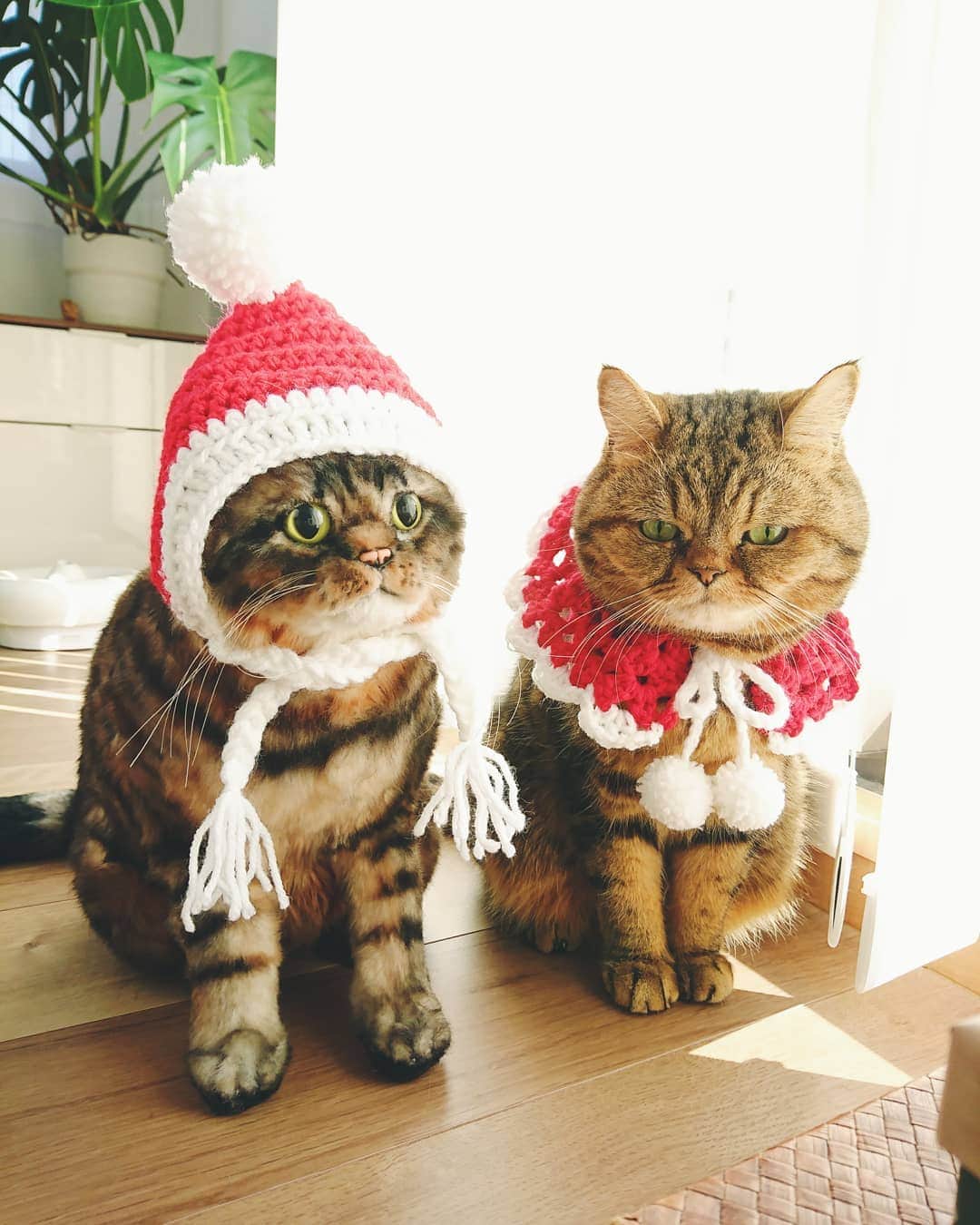 寅次郎（とらちゃん）さんのインスタグラム写真 - (寅次郎（とらちゃん）Instagram)「☆ クリスマスもやっぱり帽子は弟分に任せたにゃ🎅🏻 . #練習のつもりが当日になっちゃった #メリークリスマス #pecohug #寅コレ . . #cat #instagramjapan #cute #にゃんだふるらいふ #無敵の親バカ同盟#にゃんすたぐらむ#ペコねこ部 #ねこ #猫 #猫のいる暮らし #igersjp #meow #gato #ふわもこ部 #エキゾチックショートヘア #貓 #catsofinstagram #ねこすたぐらむ  #catsofday #可愛い #冬のだいすきフォトコンテスト」12月25日 13時37分 - torachanthecat