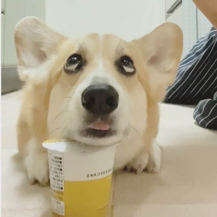 のインスタグラム：「◡̈⋆2020.12.25.Fri.◡̈⋆ Good girl‼️😁😂🤣👍 * 流行りに乗っかって 食べてみた😅✌️ * 私は空のカップ 少しだけ舐めさせて もらったよ～美味しかった * * *」