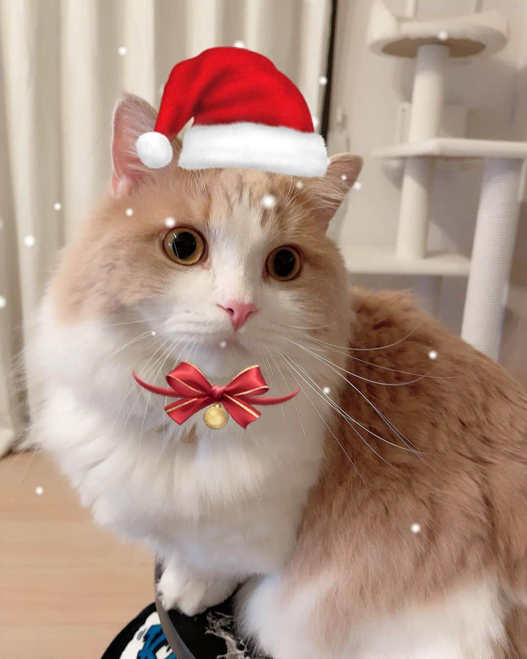 藤原樹さんのインスタグラム写真 - (藤原樹Instagram)「Merry Xmars🎅🎄🐈」12月25日 13時45分 - itsuki_fujiwara_official