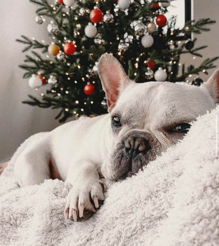 ベアフットドリームスさんのインスタグラム写真 - (ベアフットドリームスInstagram)「Patiently waiting to see what cozy items might be under the tree 🎄😊️ #barefootdreams⠀⠀⠀⠀⠀⠀⠀⠀⠀ ⠀⠀⠀⠀⠀⠀⠀⠀⠀ 📷: @aligator33」12月25日 13時45分 - barefootdreams