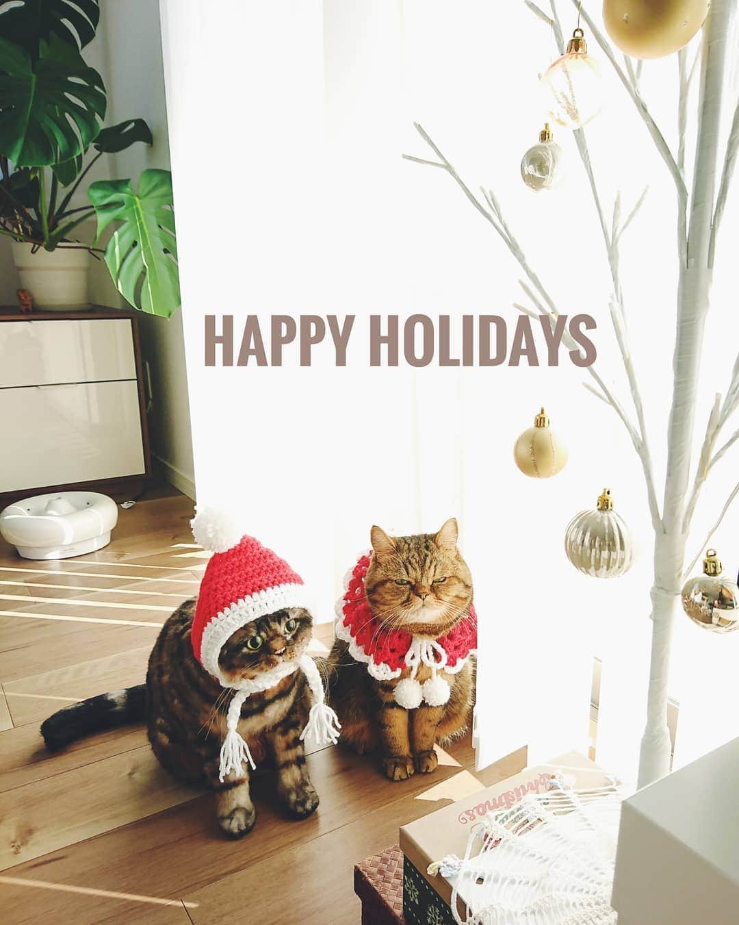 寅次郎（とらちゃん）さんのインスタグラム写真 - (寅次郎（とらちゃん）Instagram)「☆ Happy Holidays！ . 素敵なクリスマスをお過ごしくださいにゃ🎅🏻 . 今年はおうちでまったりなクリスマス🎄 . 来年はイルミネーション見に行きたいな～✨ . . #cat #instagramjapan #cute #にゃんだふるらいふ #無敵の親バカ同盟#にゃんすたぐらむ#ペコねこ部 #ねこ #猫 #猫のいる暮らし #igersjp #meow #gato #ふわもこ部 #エキゾチックショートヘア #貓 #catsofinstagram #ねこすたぐらむ  #可愛い #クリスマスカード #Xmas」12月25日 13時47分 - torachanthecat