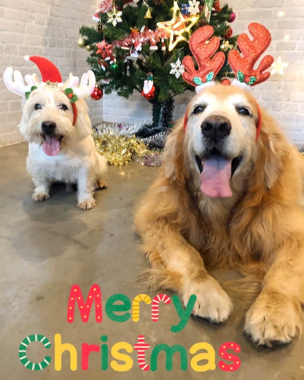 Hoykong&Plamuekのインスタグラム：「Merry Christmas 🎄  #hkpm」