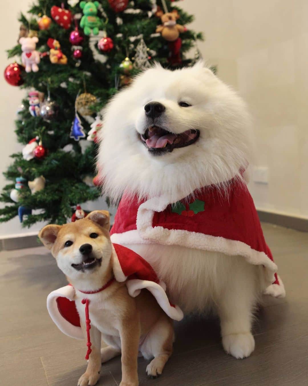 Alex Toさんのインスタグラム写真 - (Alex ToInstagram)「Merry Christmas 🎄❄️🎉🎊🎅 Wish you all good health and happiness. 😊😊😊 #cute #dog #doglover #dogsofinstagram #dogoftheday #dogofthedayjp #dogstagram #fluffy #hkig #hongkong #ilovemydog #instadog #instagood #instamood #instagraphy #shibainu #samoyedoninstagram #pet #petlovers #petsofinstagram #petstagram #photooftheday #puppy #pupsofinstagram #samoyed #samoyedsofinstagram #webstagram #犬 #サモエド」12月25日 13時49分 - alexto